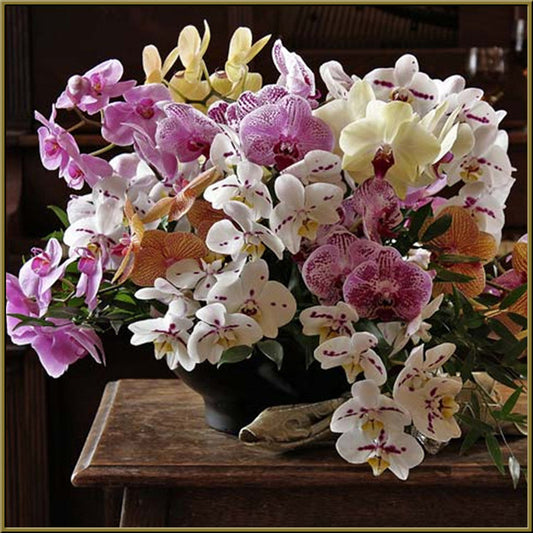 Orchid Elegance
