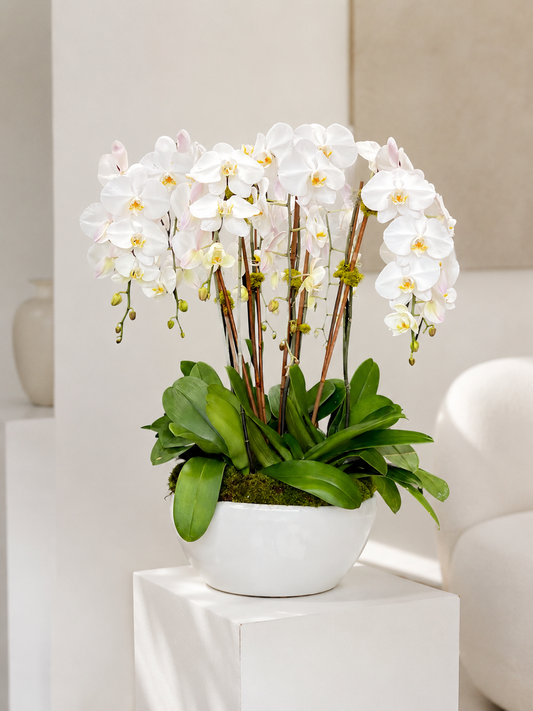 Orchid Éternelle