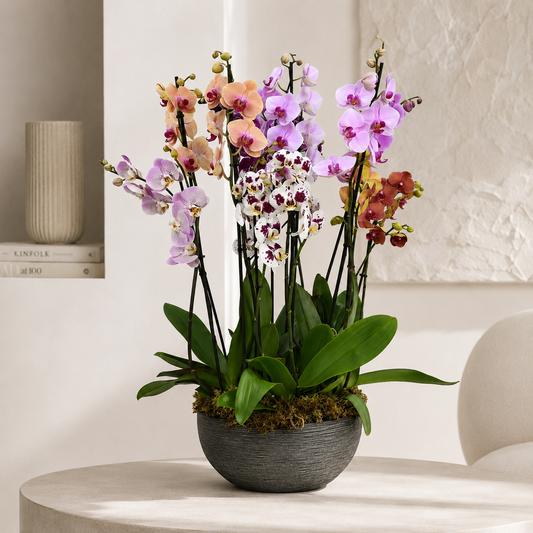 Orchid Gallery