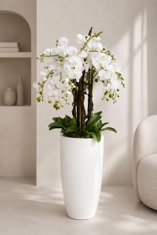 White Majesty Orchids
